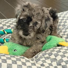 Apple - Merle male Goldendoodle puppy in Richmond, Texas from Harper’s Heartbeats