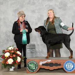 Black and Tan Coonhounds from Chicks and Hounds Ranch