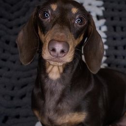 Dachshunds from Logston's Weenie Garden