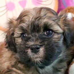 Havanese Puppies from KingsKids Havanese