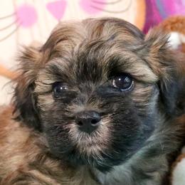 Havanese Puppies from KingsKids Havanese