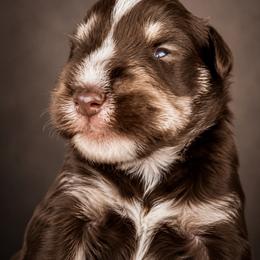 Machiato - Liver male Miniature Schnauzer puppy in Deltona, Florida from LIZ FANCY SCHNAUZERS
