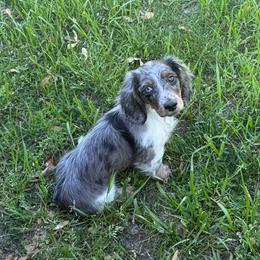 Toto AKC - Dapple male Dachshund puppy in Osage, Oklahoma from Vandruff Creek Mini Dachshunds