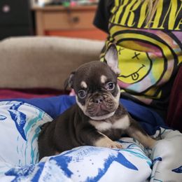 Boy 3 - Tricolors male French Bulldog puppy in Lake Mary, Florida from Top of the Line Frenchies