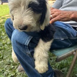 Maroon - Black and white female Sheepadoodle puppy in Eleva, Wisconsin from Molly’s Doodles