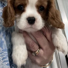 Sugar - Blenheim female Cavalier King Charles Spaniel puppy in Meredith, New Hampshire from Meant To Be Cavalier King Charles Spaniels