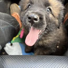 Merlin boy one 6398 - Reddish brown male Leonberger puppy in Brandywine, Maryland from QVR Labradors and Leonbergers