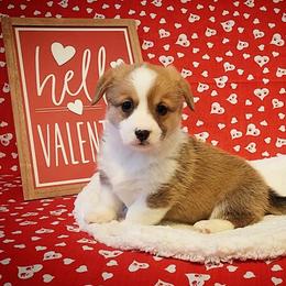 American Corgi and Pembroke Welsh Corgi Puppies from The Adirondack Corgi