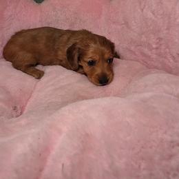 Moochie - Dapple female Dachshund puppy in Bristol, Tennessee from It's Mini Wieners Baby