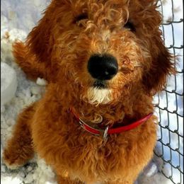 Goldendoodles from Simply Doodles LLC
