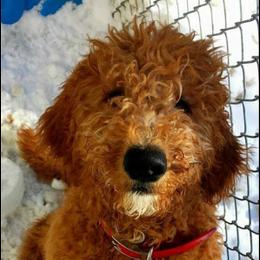 Goldendoodles from Simply Doodles LLC