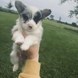 American Corgi, Dachshund, and Pembroke Welsh Corgi Puppies from Seven B Corgis & Doxies