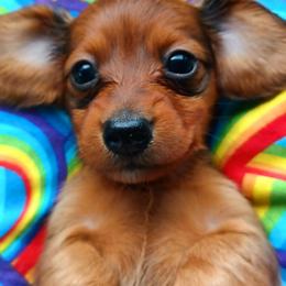 Sadie - Sable female Dachshund puppy in Birmingham, Alabama from Mini Doxies Love