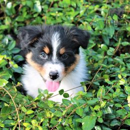 Australian Shepherd Puppies from LKN Aussies