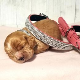 Cocker Spaniel Puppies from Chloe's Cocker Spaniels