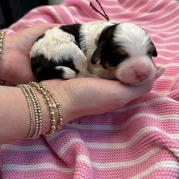 Miss Maroon - Tri-color female Bernedoodle puppy in Curtice, Ohio from The Pink Doghouse