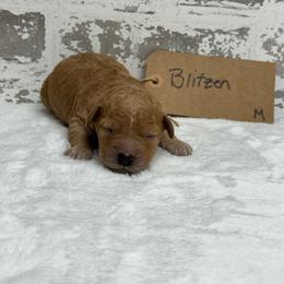 Blitzen - Apricot male Goldendoodle puppy in Nortonville, Kentucky from Deb’s KY Doodles
