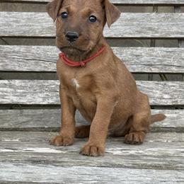 Irish Terrier and Scottish Terrier Puppies from Avonlea Terriers