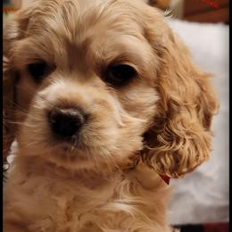 Cocker Spaniel Puppies from -PrincetonzSpanielz-