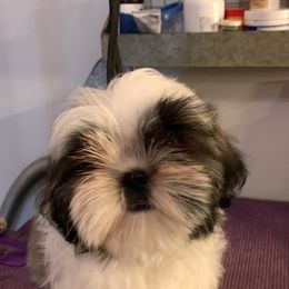 Shih Tzu Puppies from Krissy Shih Tzu