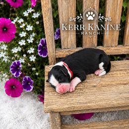 Jessie - Black and white female Sheepadoodle puppy in Ashton, Idaho from Kerr Kanine Ranch