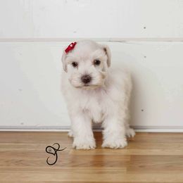 Mango - Miniature Schnauzer puppy from JoJo's Schnauzers