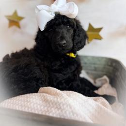 Wren - Silver female Poodle puppy in Detroit Lakes, Minnesota from Pickerel Pups