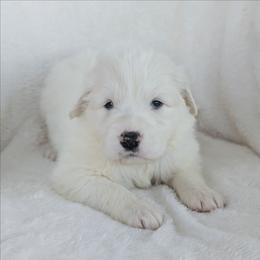 Black - White male Great Pyrenees puppy in Yakima, Washington from Naches Heights Ranch