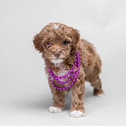 Apricot Girl 1 AKC - Apricot female Poodle puppy in Miami, Florida from JF Kennels Miniature & Toy Poodles