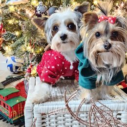Olde English Bulldogges and Yorkshire Terriers from Rubiez Yorkiez