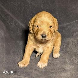 Archer - Golden male Cockapoo puppy in Sunset, Louisiana from Cano Cockapoos