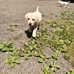 Gulliver - Yellow male Labrador Retriever puppy in Davenport, New York from New England Premier English Labradors