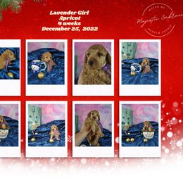 Poodle Puppies from Majestic Embrace