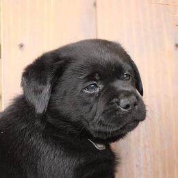 Labrador Retriever Puppies from Britt Labradors