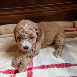 Sadie - Apricot female Goldendoodle puppy in Portage, Michigan from Country Lane Goldendoodles