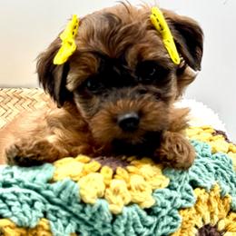 Hannah - Gold sable female Havapoo puppy in Loveland, Colorado from Littledoodles2love