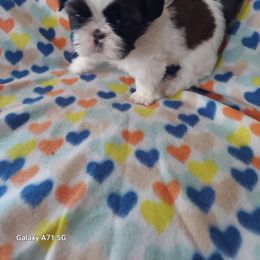 Shih Tzu Puppies from N.F.S.T Imperial ShihTzu Puppies.