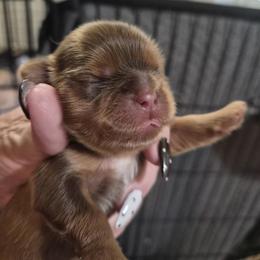 Perfection - Red male Shih Tzu puppy in Green Valley Lake, California from All American Shih Tzu Puppies