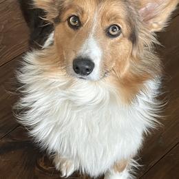 Hollie - Pembroke Welsh Corgi