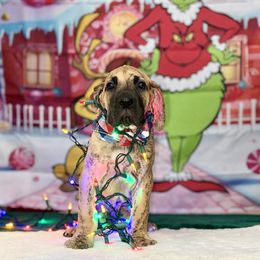 Great Dane Puppies from KD Sweet Southern Danes