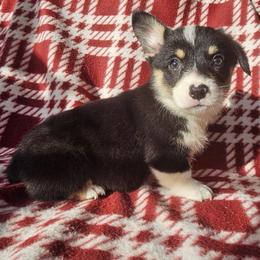 Boy 4 - male Pembroke Welsh Corgi puppy in Castle Rock, Washington from Heckman Corgis