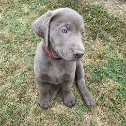 Labrador Retriever Puppies from North Trail Retrievers