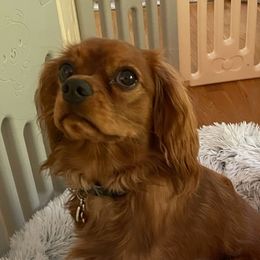 Cavalier King Charles Spaniel Puppies from StoryBook Cavaliers LLC