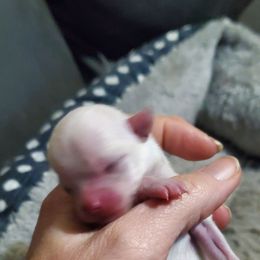 Boy 1 - White male Chihuahua puppy in Oklahoma City, Oklahoma from Teacup Chihuahuas and Friends
