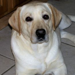 Labrador Retrievers from Broadway Acres
