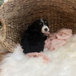 Bernedoodle Puppies from Timber Trail Bernedoodles RI