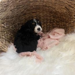 Bernedoodle Puppies from Timber Trail Bernedoodles RI