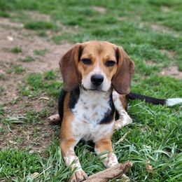 Lucky - Black white and tan female Beagle puppy in Baltimore, Maryland from Country Acres Farm