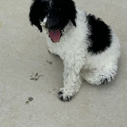 Bernedoodle Puppies from Rosie’s pups