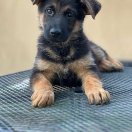 Black - Black and red female German Shepherd puppy in Sacramento, California from Von Blackwolf German Shepherds